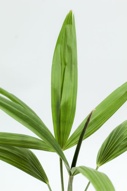 Trachycarpus fortunei
