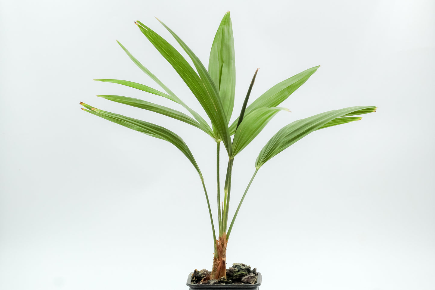 Trachycarpus fortunei