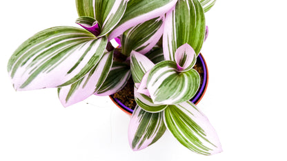 Tradescantia Nanouk