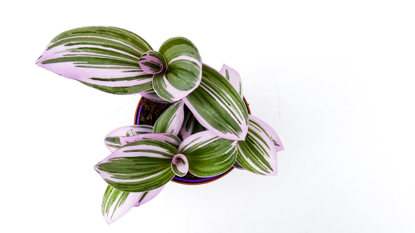 Tradescantia Nanouk