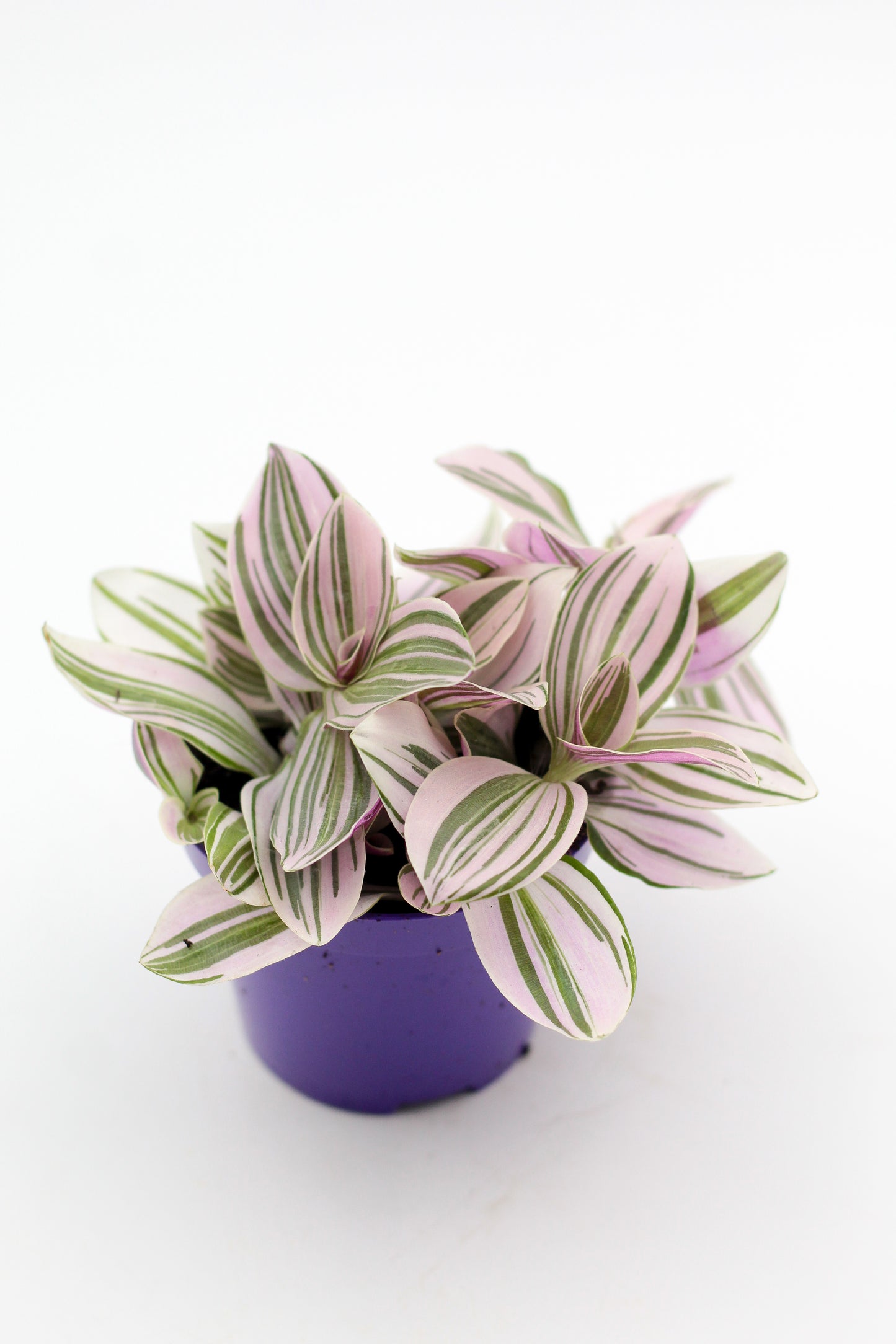 Tradescantia Unicorn