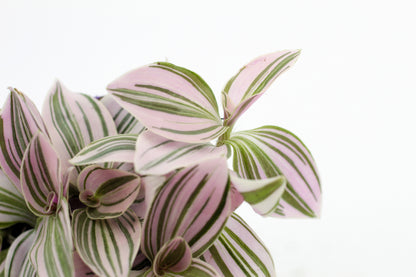 Tradescantia Unicorn