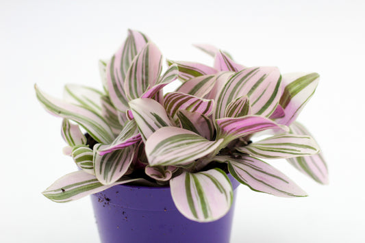 Tradescantia Unicorn