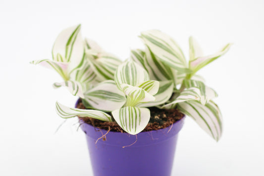 Tradescantia tenderness