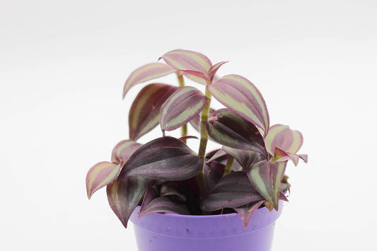 Tradescantia zebrina