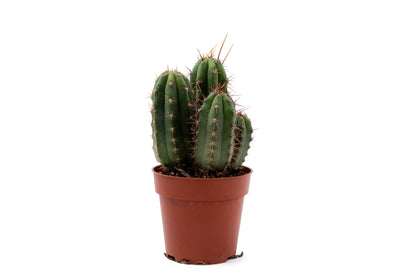 Trichocereus Peruvianus (Echinopsis Peruviana)