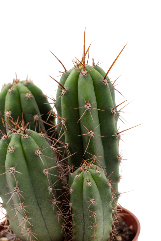 Trichocereus Peruvianus (Echinopsis Peruviana)