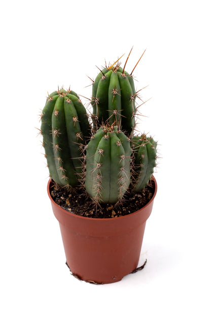 Trichocereus Peruvianus (Echinopsis Peruviana)