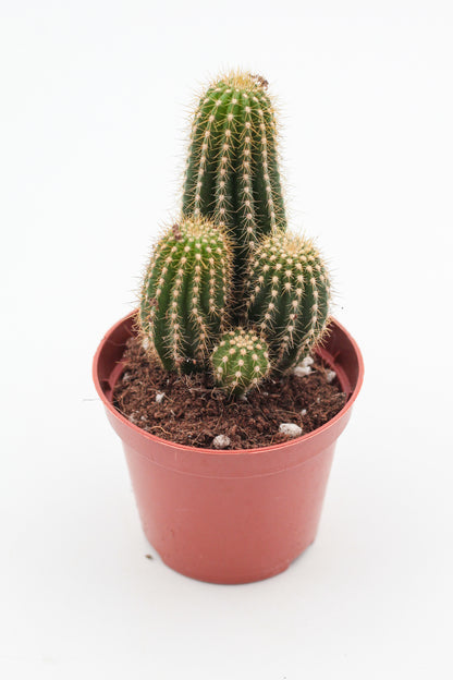 Trichocereus Spachianus "golden torch"