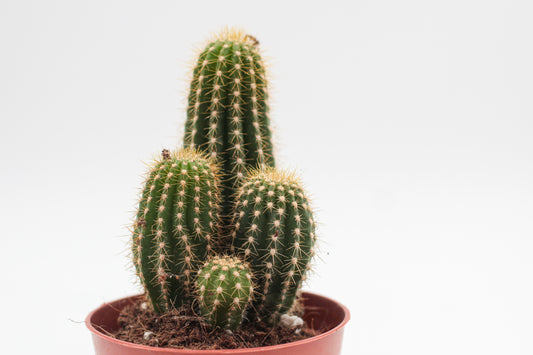 Trichocereus Spachianus "golden torch"