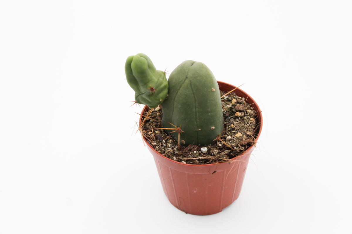 Trichocereus bridgesii monstrosus