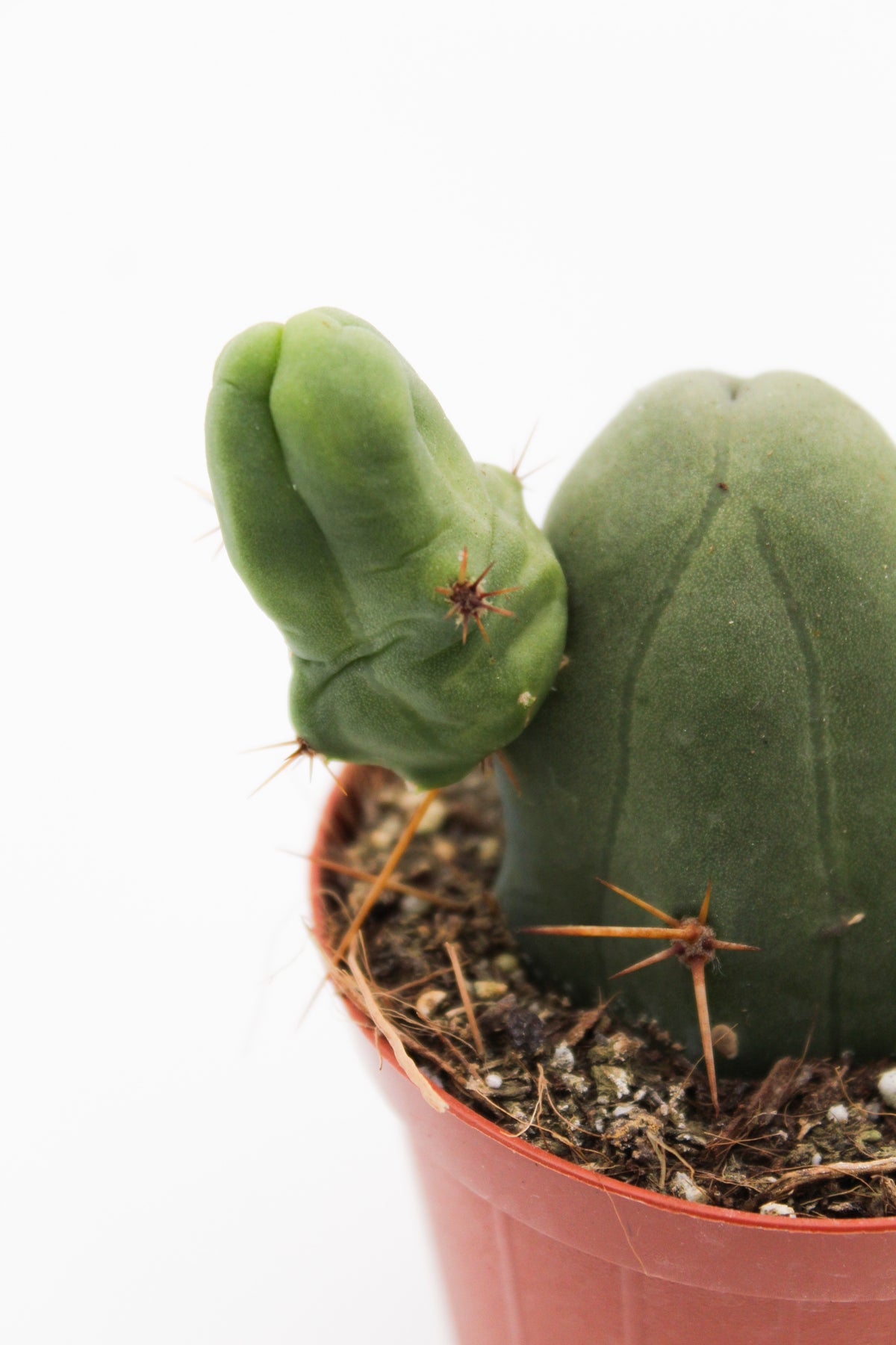 Trichocereus bridgesii monstrosus