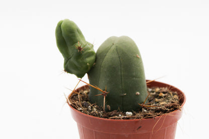 Trichocereus bridgesii monstrosus