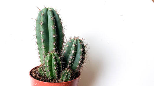 Trichocereus Peruvianus (Echinopsis Peruviana)