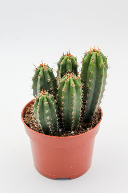 Trichocereus Peruvianus (Echinopsis Peruviana)