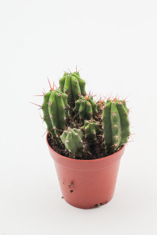 Trichocereus bridgesii