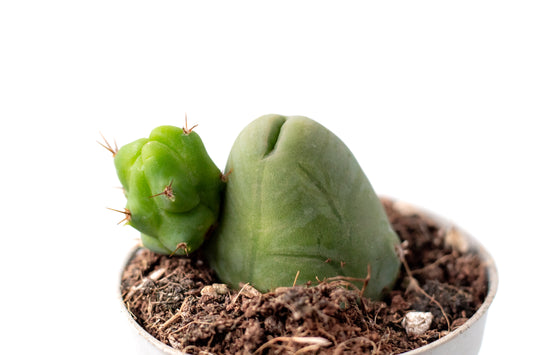 Trichocereus bridgesii monstrosus