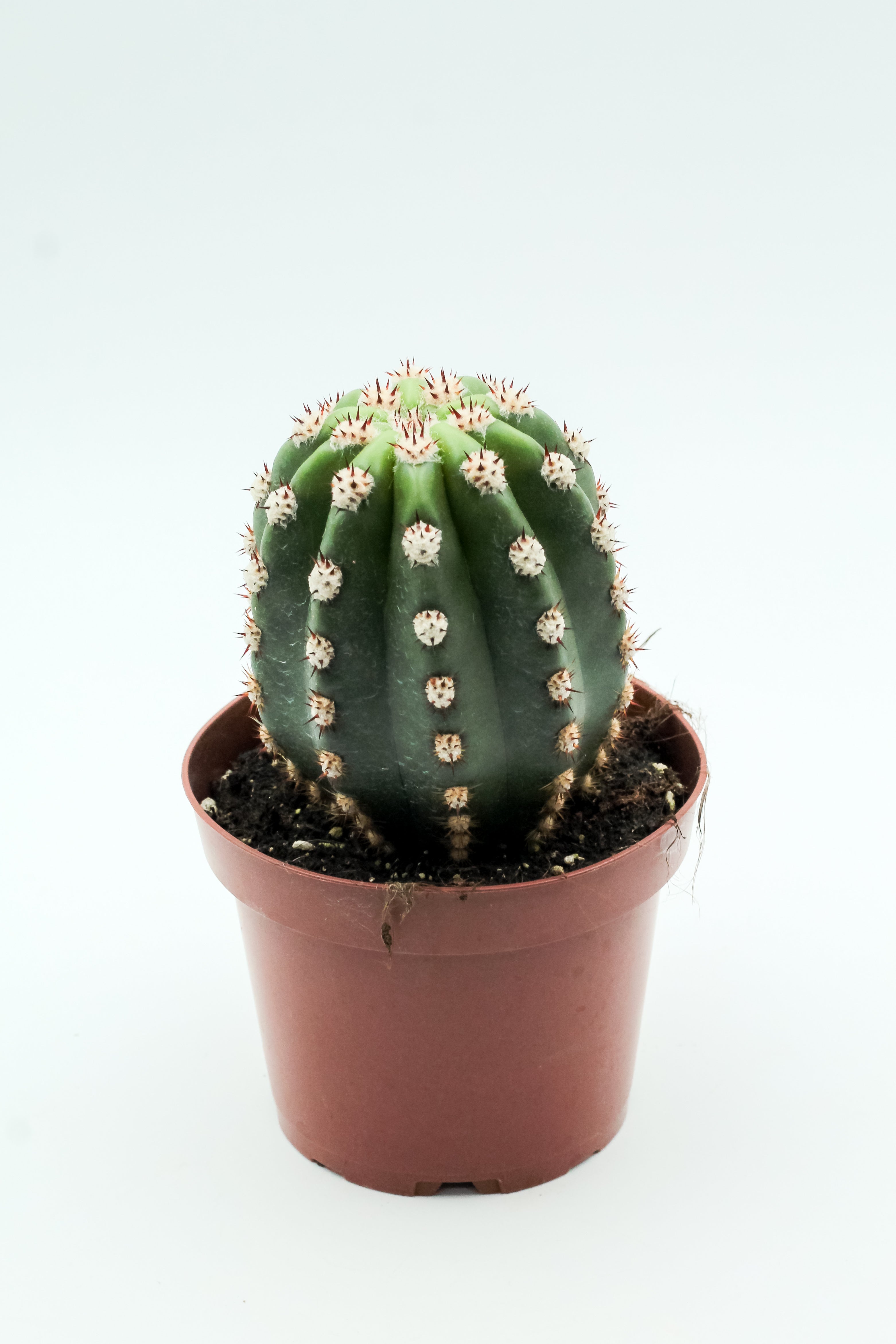 Trichocereus purpureopilosus x Trichocereus thelegonus