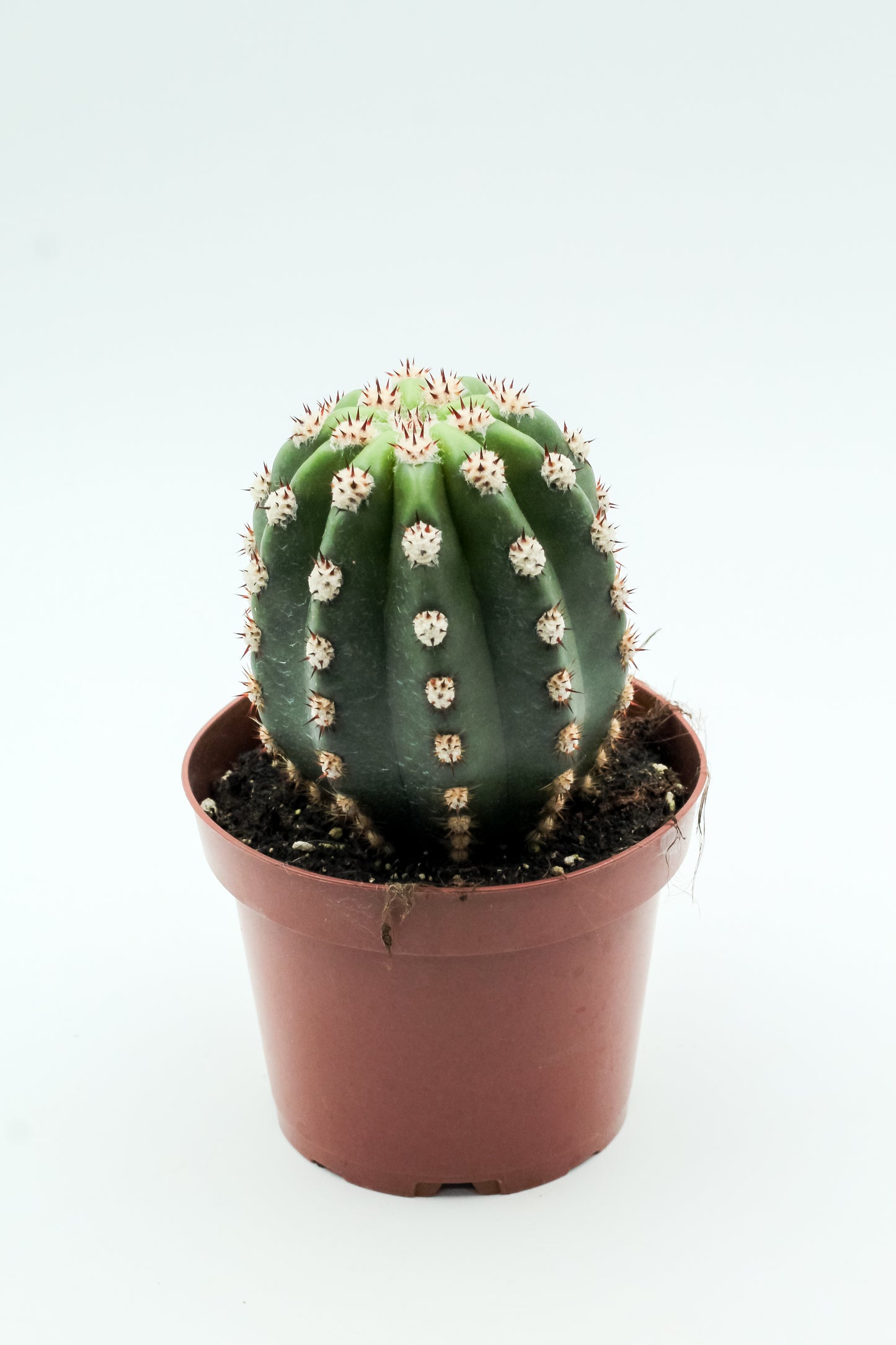 Trichocereus purpureopilosus x Trichocereus thelegonus