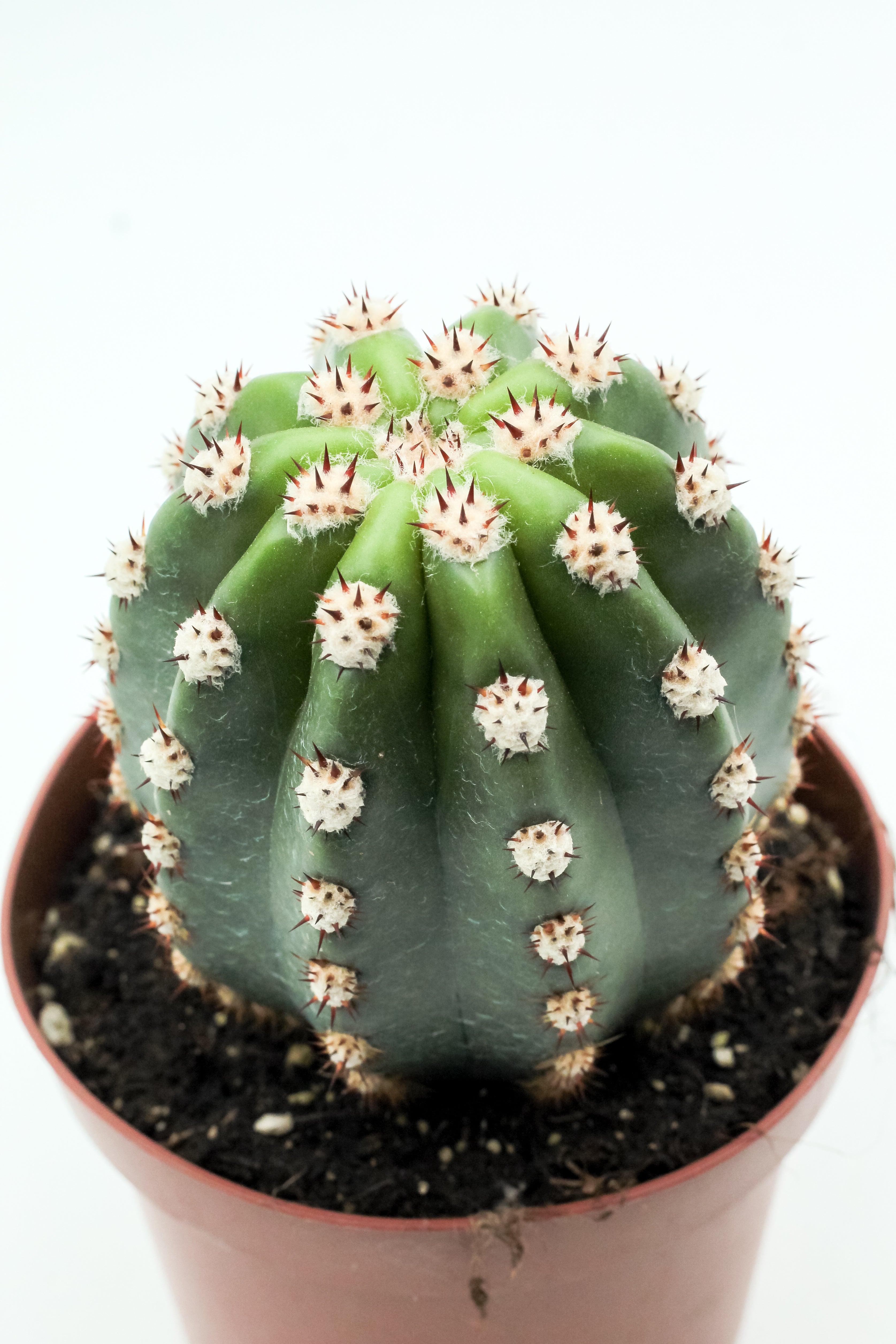 Trichocereus purpureopilosus x Trichocereus thelegonus