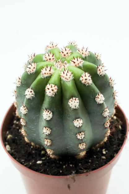 Trichocereus purpureopilosus x Trichocereus thelegonus