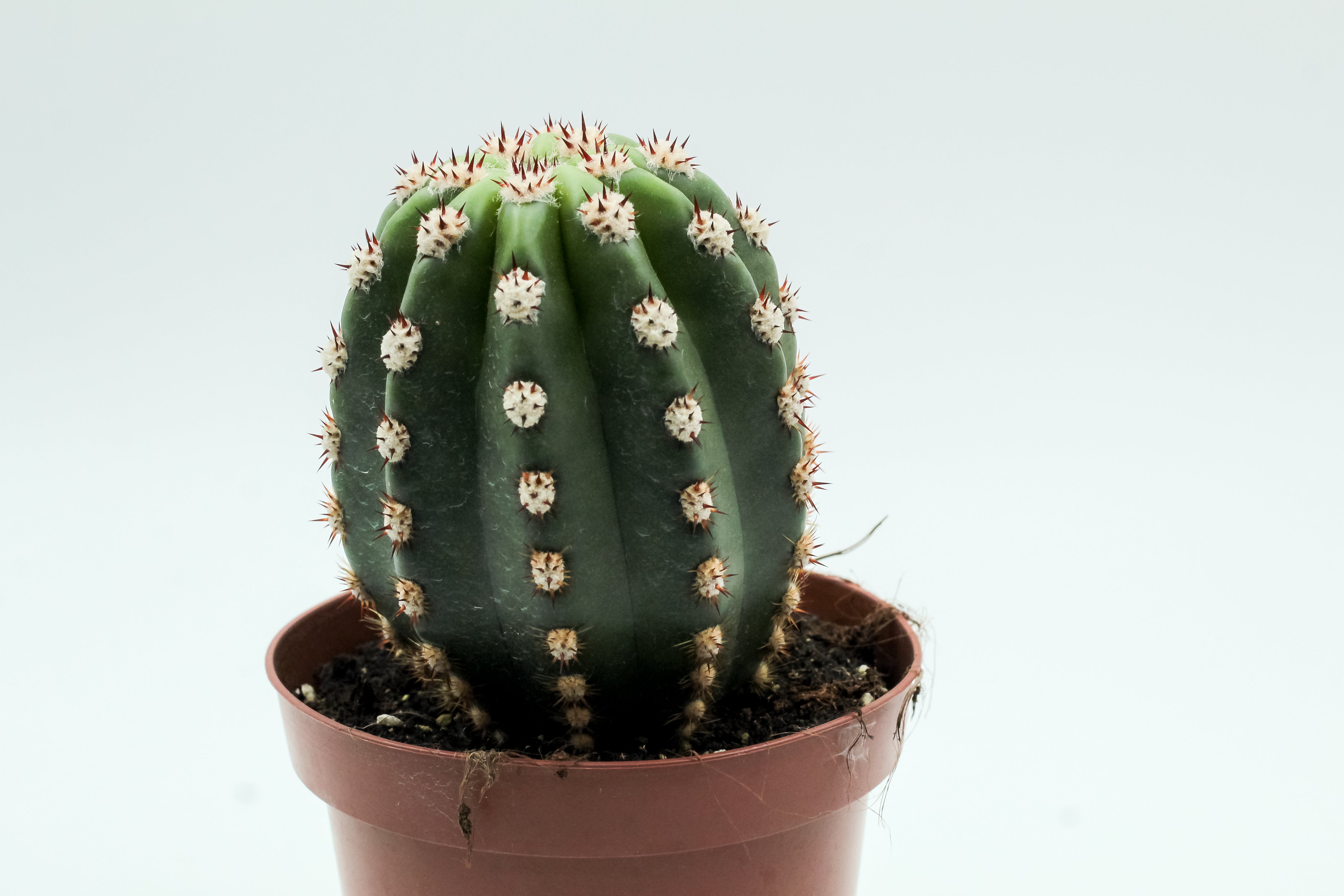 サボテン Trichocereus chilensis Trichocereus chiloensis (Echinopsis chiloensis) T.chilensis