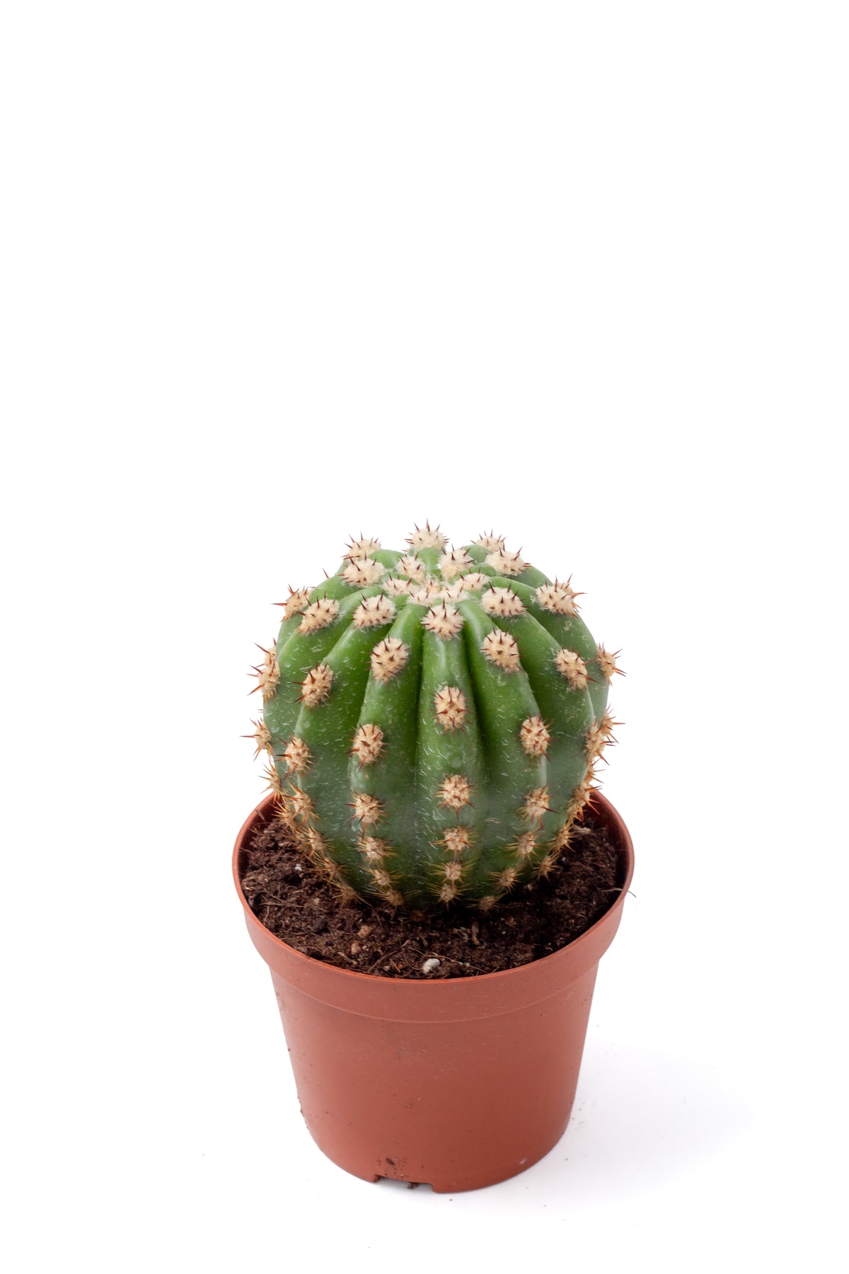 Trichocereus purpureopilosus x Trichocereus thelegonus
