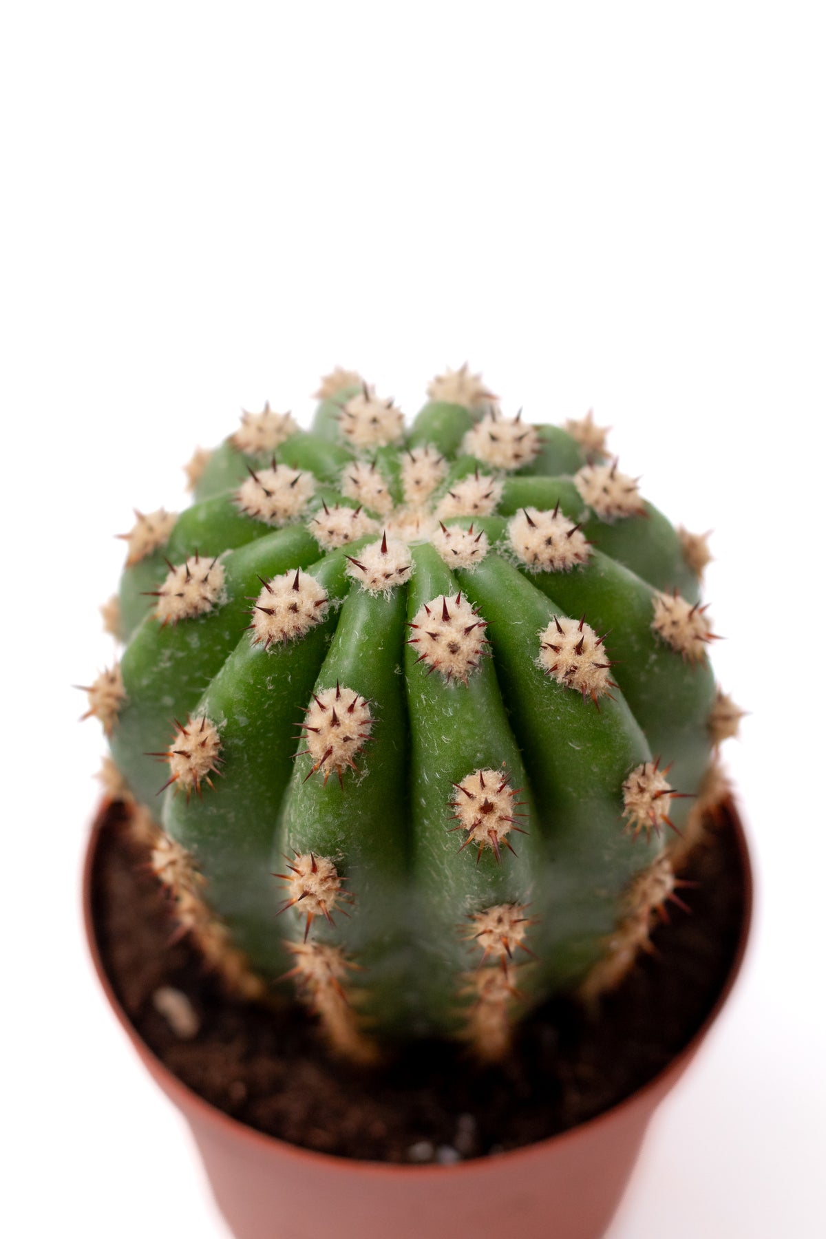 Trichocereus purpureopilosus x Trichocereus thelegonus