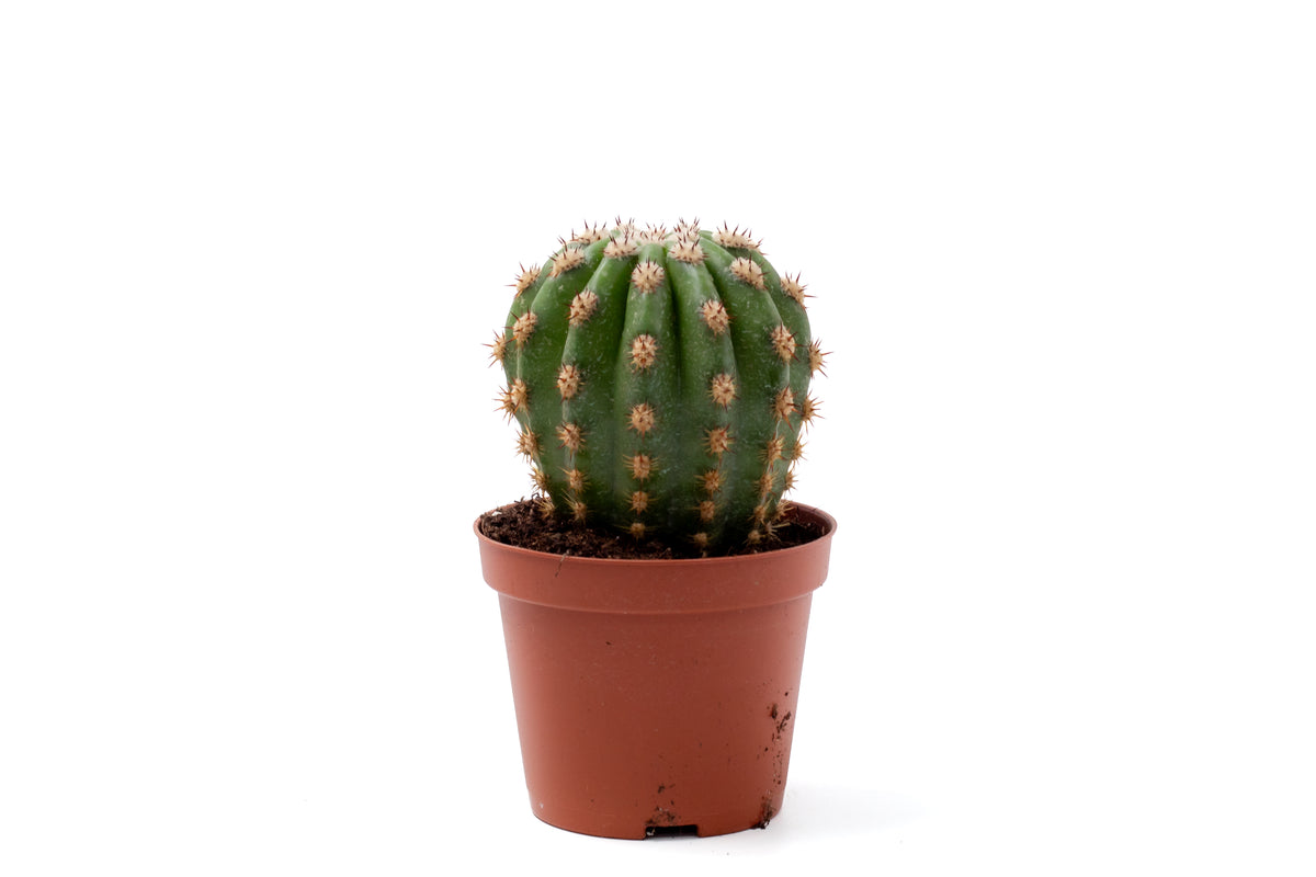 Trichocereus purpureopilosus x Trichocereus thelegonus