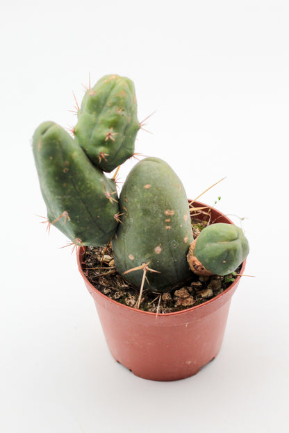 Trichocereus bridgesii monstrosus