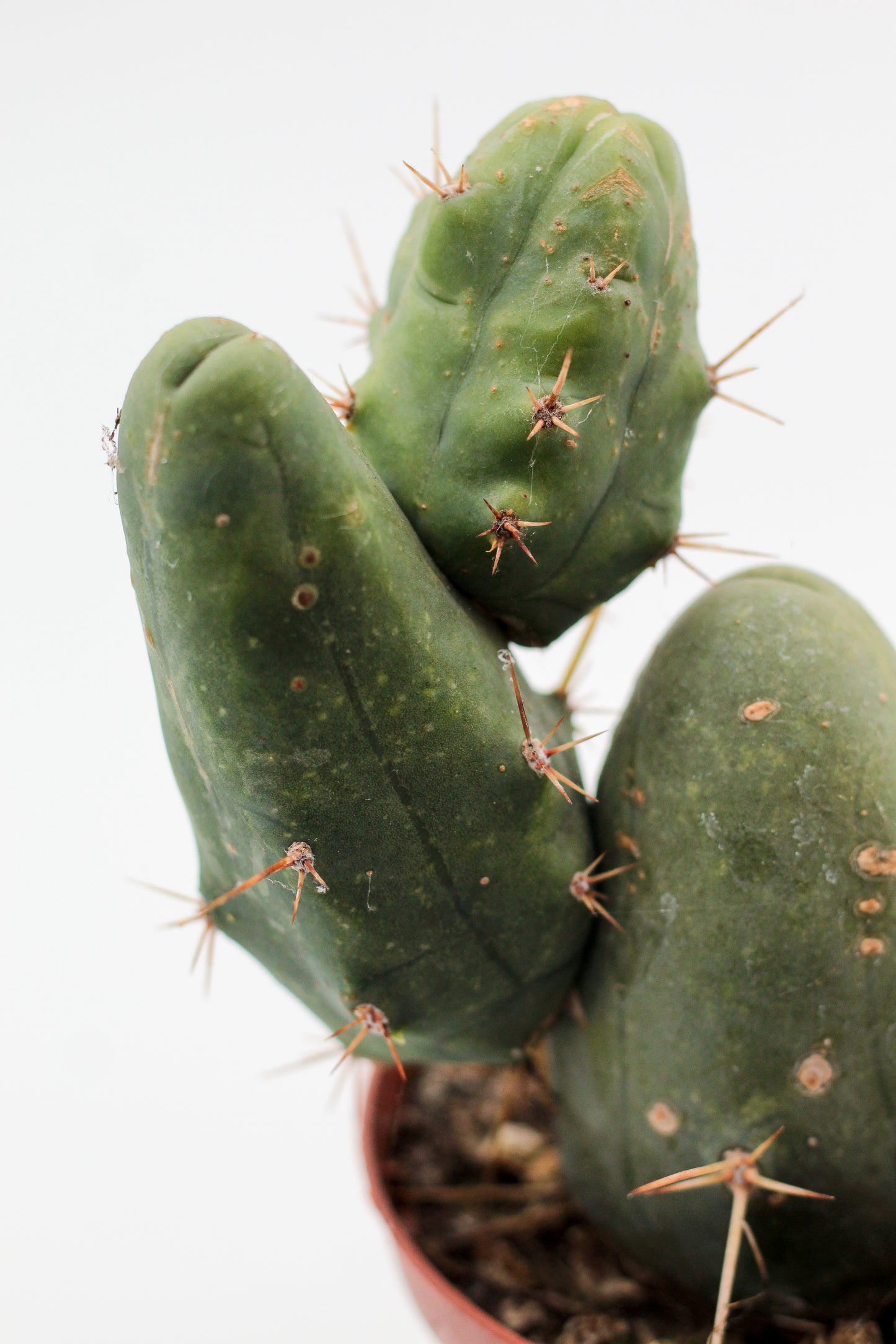 Trichocereus bridgesii monstrosus