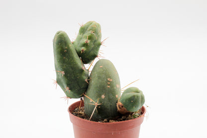Trichocereus bridgesii monstrosus