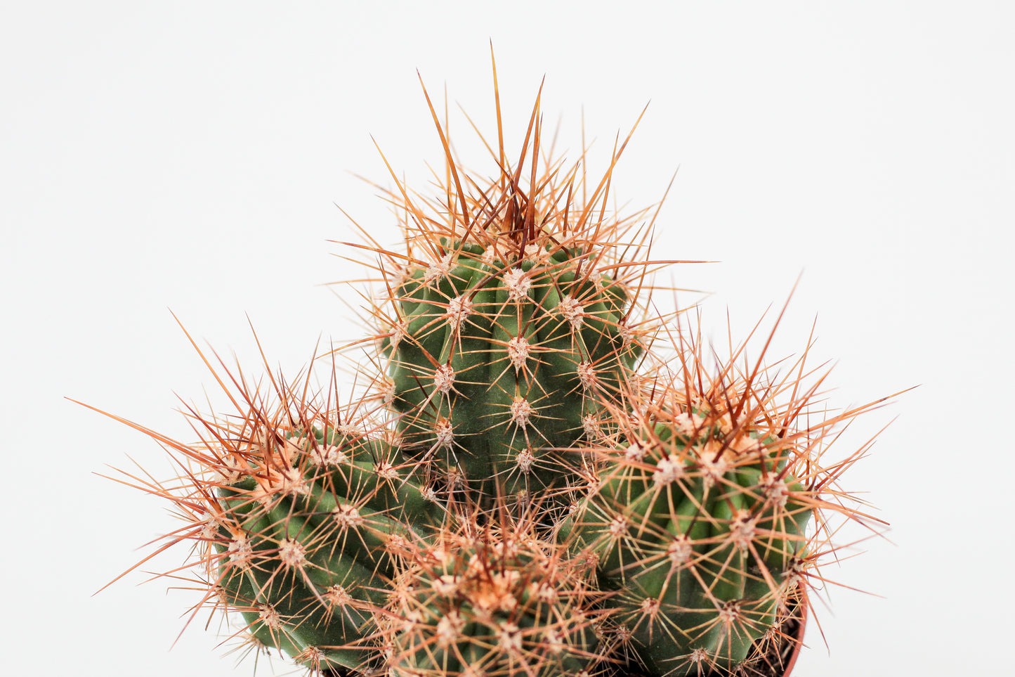 Trichocereus candicans / Echinopsis candicans