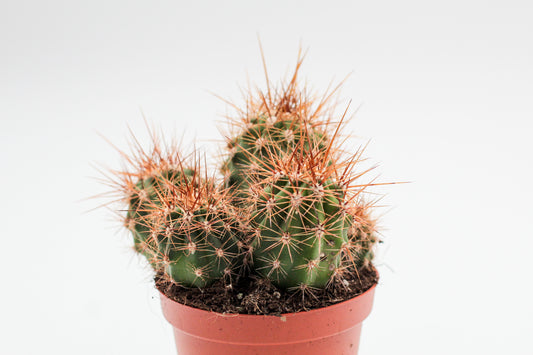 Trichocereus candicans / Echinopsis candicans