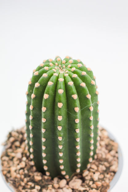 Trichocereus grandiflorus (Echinopsis huascha var. grandiflora)
