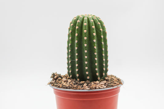 Trichocereus grandiflorus (Echinopsis huascha var. grandiflora)