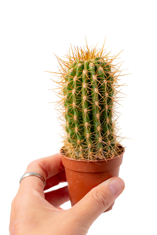 Trichocereus grandiflorus (Echinopsis huascha var. grandiflora)