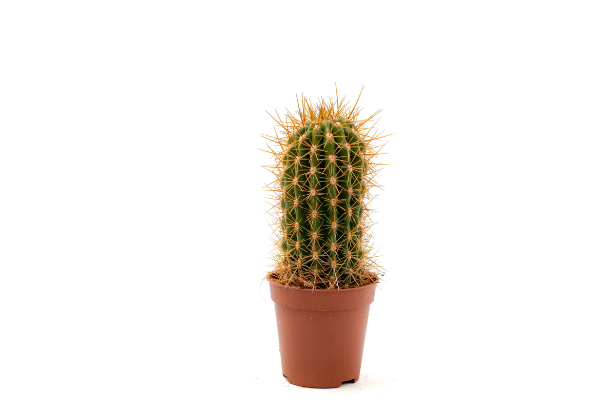Trichocereus grandiflorus (Echinopsis huascha var. grandiflora)