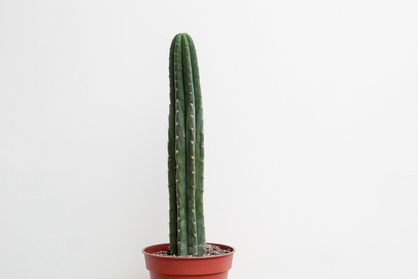 Echinopsis pachanoi (Trichocereus pachanoi)