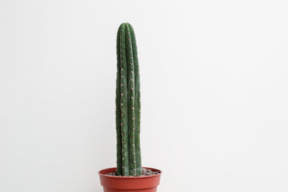 Echinopsis pachanoi (Trichocereus pachanoi)