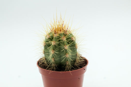 Trichocereus pasacana