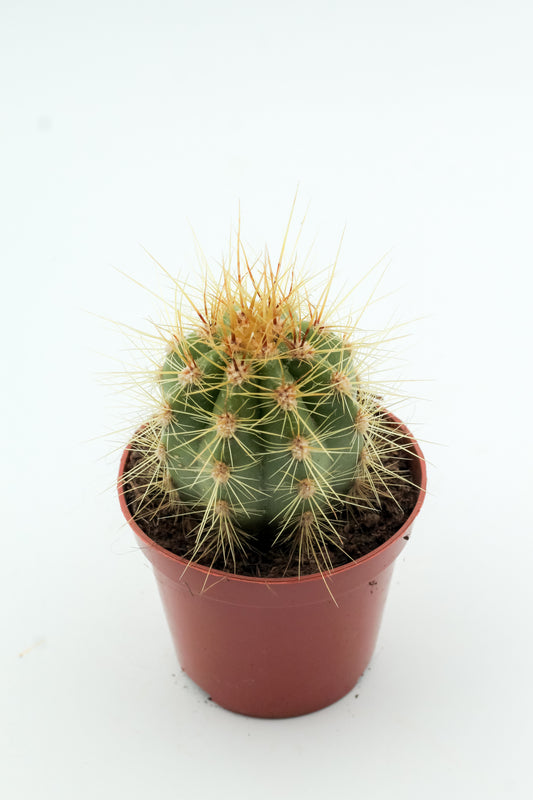 Trichocereus pasacana