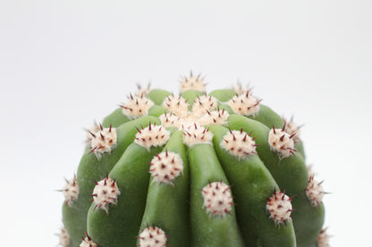 Trichocereus purpureopilosus x Trichocereus thelegonus