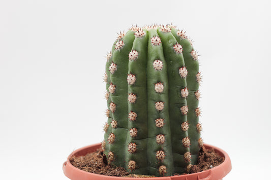 Trichocereus purpureopilosus x Trichocereus thelegonus