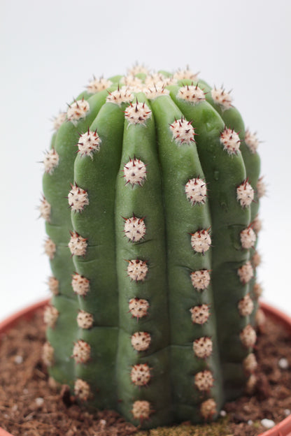 Trichocereus purpureopilosus x Trichocereus thelegonus