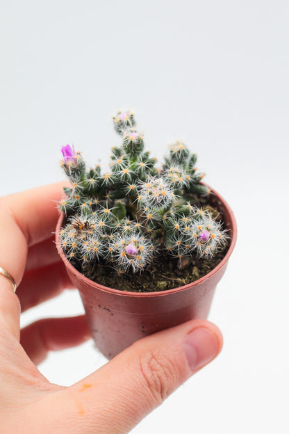 Trichodiadema Densum