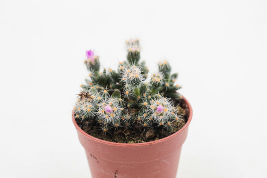 Trichodiadema Densum