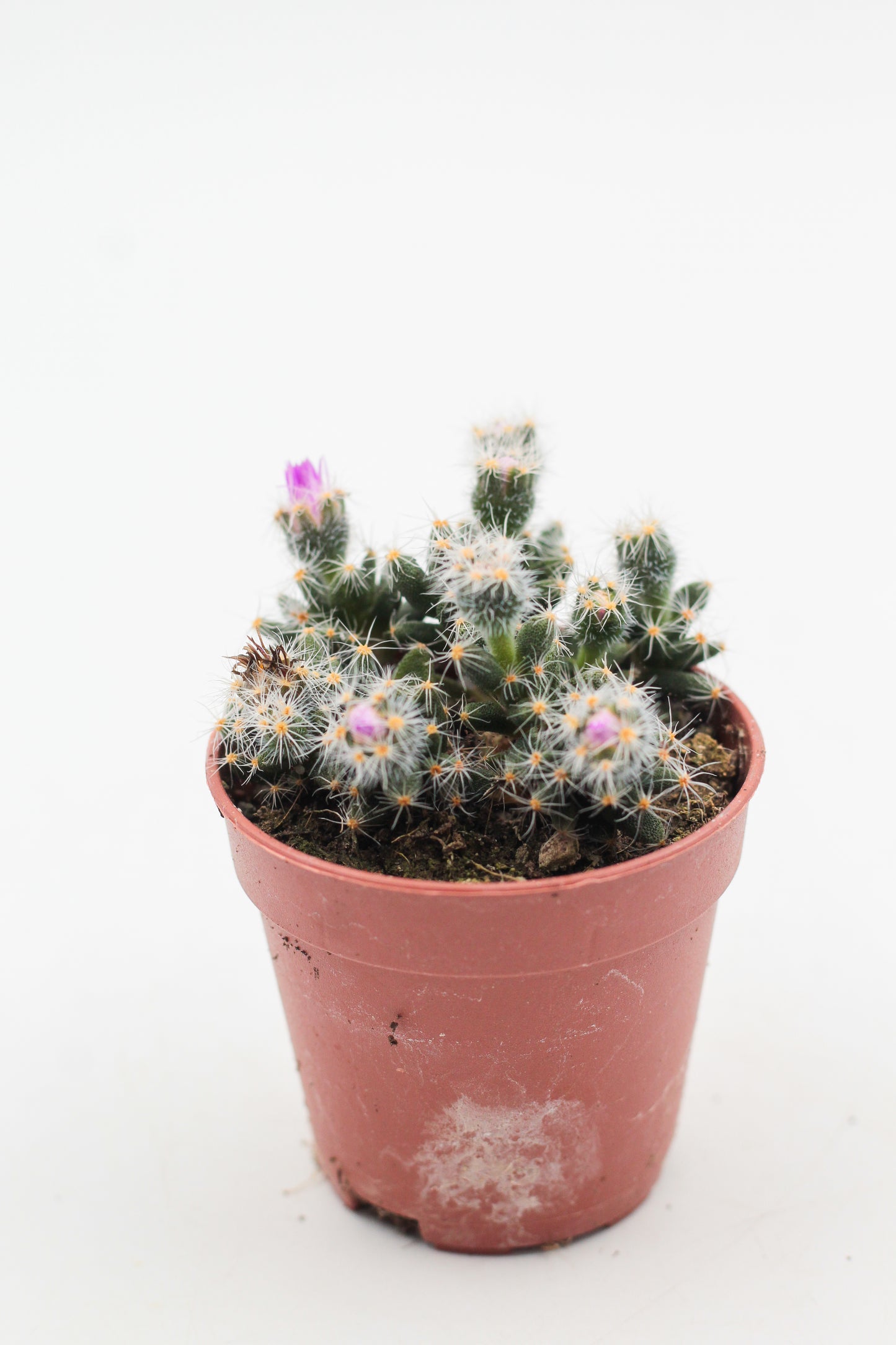 Trichodiadema Densum