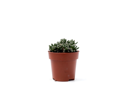 Trichodiadema Densum