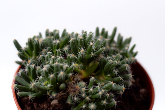 Trichodiadema Densum